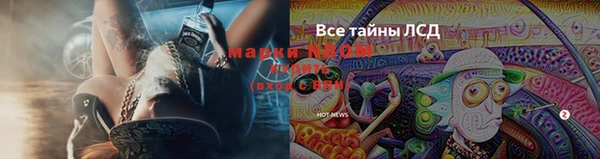 прущие грибы Ельня