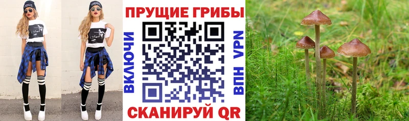 kraken ссылки  Калачинск  Галлюциногенные грибы Psilocybe 